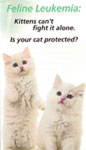 Feline Leukemia Brochure