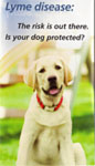 Lyme Disease Brochure