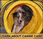 Click here to learn more about our Canine Care Program