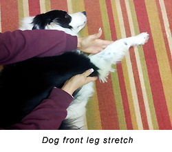 Canine Front Leg Stretch