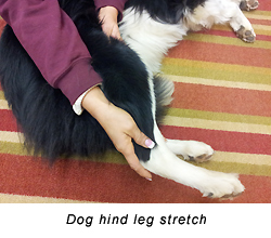 Canine Back Leg Stretch