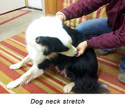 Canine Neck Stretch