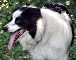 Amy