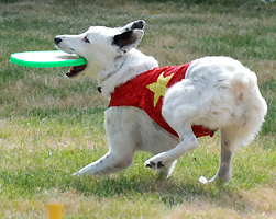 Frisbee Tournaments