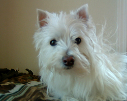 Lily