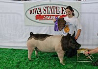 Jones Hog